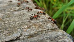 Revelan el sorprendente número de hormigas que hay en el mundo