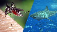 Mosquito vs tibur&oacute;n