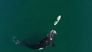 Una ballena se acerca a un paddle surfista y lo que ocurre se hace viral en las redes
