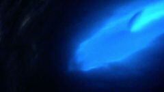 Delf&iacute;n bioluminiscente en aguas de Florida, Estados Unidos.