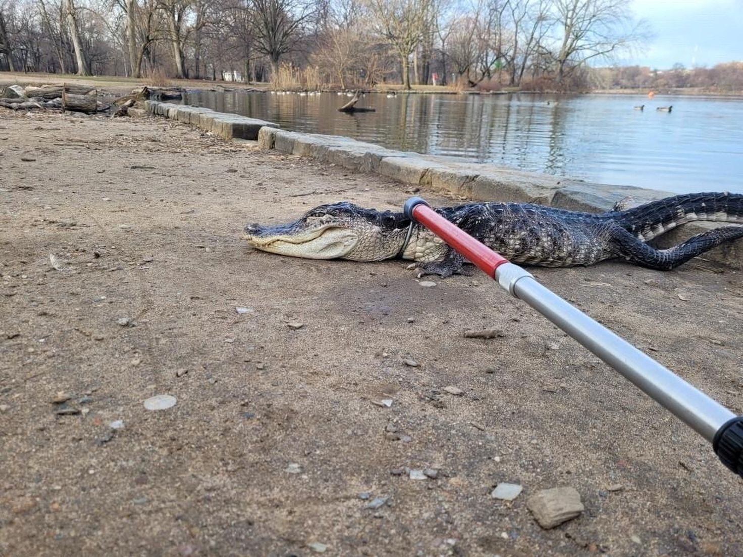 Encuentran un cocodrilo en Brooklyn 