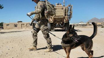 American Humane se&ntilde;al&oacute; que el Departamento de Defensa dej&oacute; perros de trabajo con contrato militar en jaulas en Kabul; el Pent&aacute;gono desminti&oacute; los hechos.