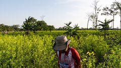 Niño campesino camina en un cultivo de la planta de coca en Nueva Colombia, Meta, Colombia, el 21 de enero de 2023. Fotografía: Chelo Camacho/El País