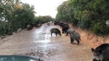Carretera invadida por animales gracias al confinamiento