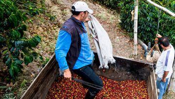 Coronavirus en Colombia: &iquest;est&aacute; en riesgo el sector del caf&eacute;?