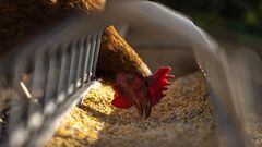 Aviso de la OMS: la gripe aviar en humanos llega por primera vez a España