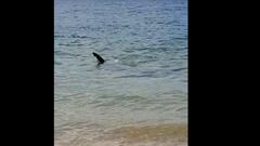 Avistamiento de un tiburón en dos playas de Oleiros (La Coruña)