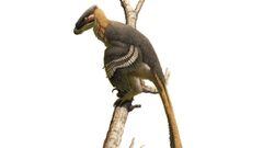 dinosaurio Vectiraptor greeni 