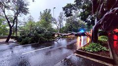 A broken tree lies on a street following a storm in Santa Cruz de Tenerife, Canary Islands, Spain in this picture obtained from social media. CECOPALSC/Handout via REUTERS  THIS IMAGE HAS BEEN SUPPLIED BY A THIRD PARTY. MANDATORY CREDIT. NO RESALES. NO ARCHIVES.