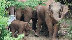 elefantes protegidos