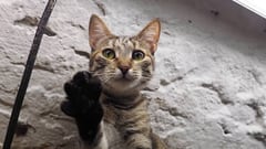 La curiosa labor de los ‘gatos vigilantes’ de San Petersburgo que sorprende al mundo