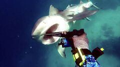 Un buceador sobrevive al impactante ataque de un tibur&oacute;n. Im&aacute;gen: Liquid Vision