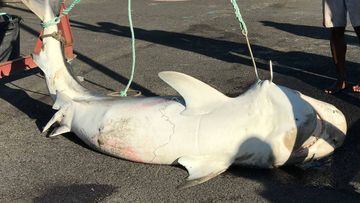 Matanza de tiburones, Isla Reuni&oacute;n