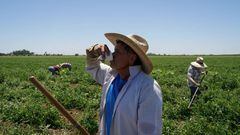 El trabajo agrícola es una de las principales fuentes de empleo para los inmigrantes en Estados Unidos. Así son los salarios.