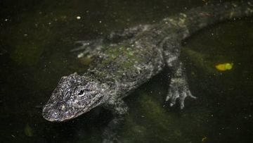 Alligator attacks in Florida.