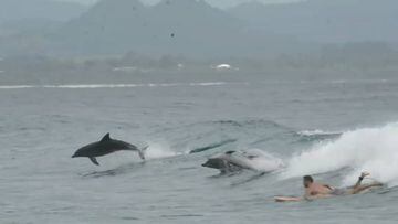 Espectacular video de delfines surfeando en playas de Oceanía