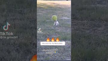 El perrito futbolero que ya es viral en redes por su forma de dominar el balón