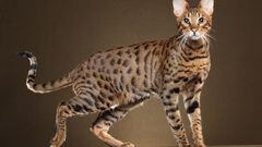 ¿Qué es el savannah? Así es el cruce entre serval africano y gato doméstico