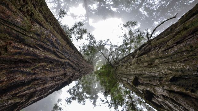 Redwood national park & Avenue of the Giants (California) - Foro Costa Oeste de USA