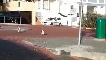 ¡En Sudáfrica salieron pingüinos a la calle durante la cuarentena!