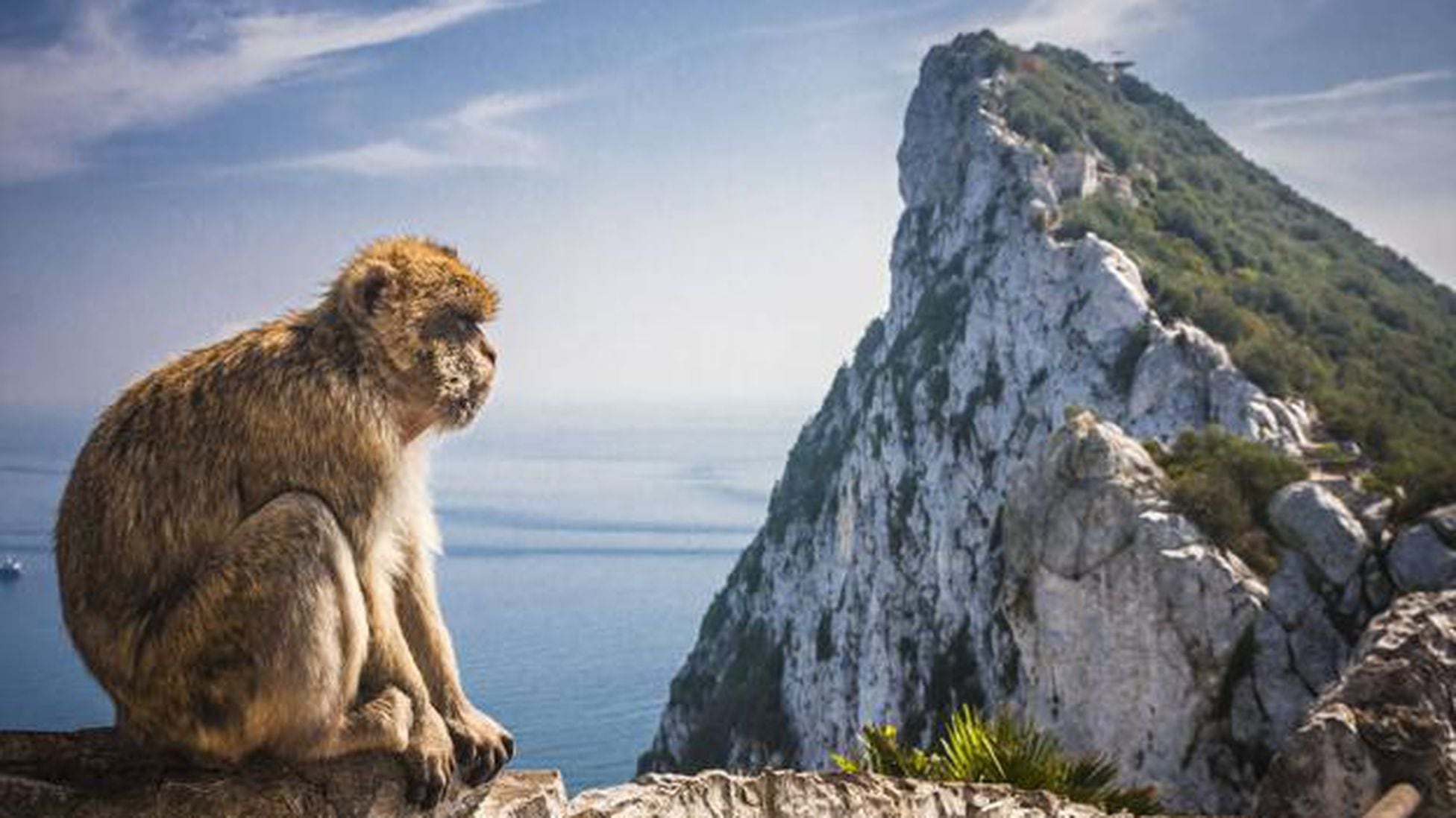 Por qué hay monos en el peñón de Gibraltar y cuál es el origen? - AS.com