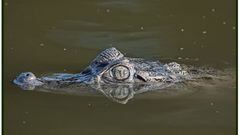 Capturan un caimán en Toledo: “Ha sido una odisea”