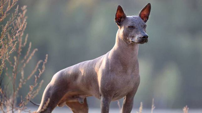 Día de Muertos 2022: Cuál es la misión, origen y significado del perro Xoloitzcuintle