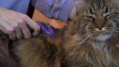 Así es el mejor cepillo para gatos: indoloro y capaz de eliminar el 99% del pelo suelto