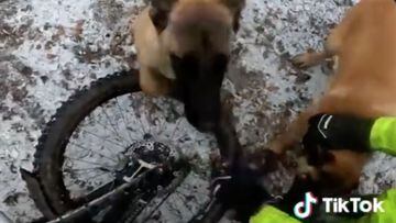 Cachorro saltando sobre un ciclista y su rueda de e-MTB, con el suelo nevado. 