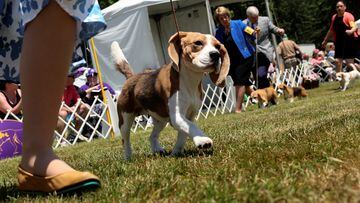 Un beagle de 13 pulgadas de alto paseando durante el concurso.