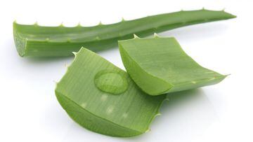 Aloe vera has been used by humans for millennia, but where does the plant originate and what are its health benefits?