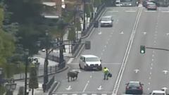 Un toro se escapa de una finca y causa el caos en las calles de Oviedo.
