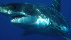 Un tiburón mata a una turista que practicaba paddle surf en Bahamas