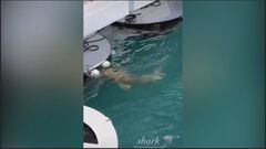 Captan en video a un tiburón cerca del yate de Canelo