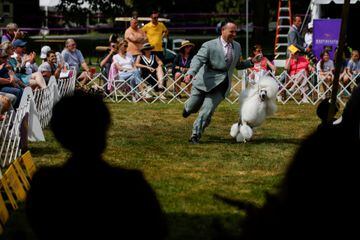 Un Poodle corriendo con su cuidador durante el concurso.