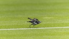 A small bird on court 18 ahead of the 2022 Wimbledon Championship at the All England Lawn Tennis and Croquet Club, Wimbledon. Picture date: Thursday June 23, 2022. (Photo by Steven Paston/PA Images via Getty Images)