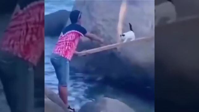 Viral: Gato cachorro es rescatado de ser llevado por el mar, lo regresan y su mamá le pega