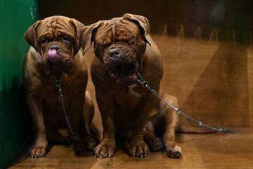 French Mastiffs are very calm dogs.