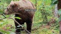 Oso grizzly en el bosque. 