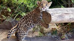 Día Internacional del Jaguar: protección para el mayor depredador felino terrestre