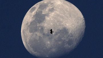 A Turkey vulture is backdropped against the Waxing gibbous moon in Panama City on March 25, 2021. (Photo by Luis ACOSTA / AFP)