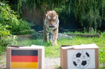 El tigre "Fedor" antes del México-Alemania.