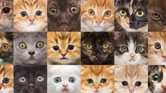 Día Internacional del Gato: historia, origen, significado y por qué se celebra el 20 de febrero