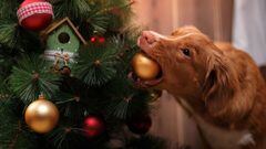 Navidad 2022: Tips para que perros y gatos no tiren el árbol navideño