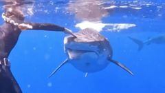 Una buceadora le toca el morro a un tibur&oacute;n para disuadirle de su direcci&oacute;n. 