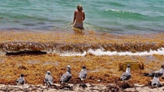A giant belt of seaweed is migrating westward, threatening beaches in Florida, Mexico’s Yucatan Peninsula, and the eastern Caribbean. What is sargassum?