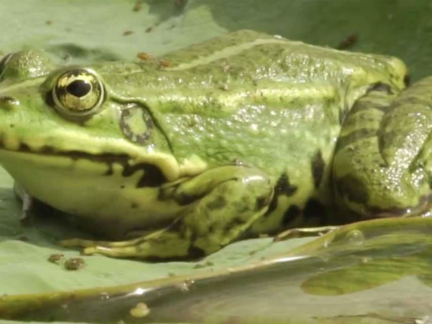 Veneno de sapo: O que é a droga 'para ressaca' que matou magnata russo