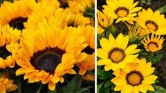 Flores Amarillas: Origen y por qué se regalan el 21 de marzo en México