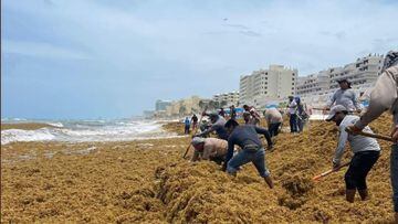 Sargazo en Quintana Roo: NASA advierte exceso de sargazo; hay 22 playas en color rojo
