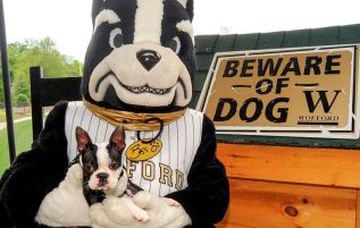 En la Universidad de Boston, muy autóctonos decidieron que su mascota fuera un Terrier, pero no cualquiera sino que el Boston Terrier
